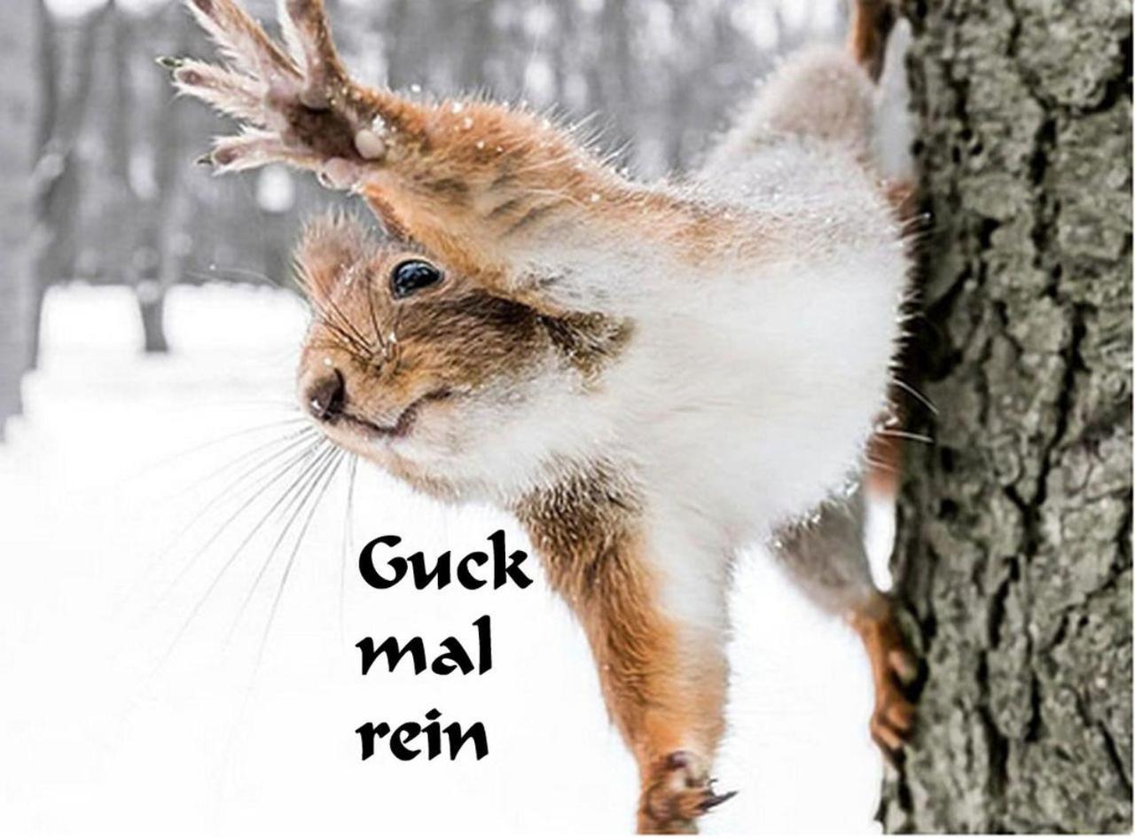 Ferienwohnung Kuckuck Auf Dem Sommerberg Incl Schwarzwaldcard Plus - 2 Zimmer 50Qm บาดวิลด์บาด ภายนอก รูปภาพ